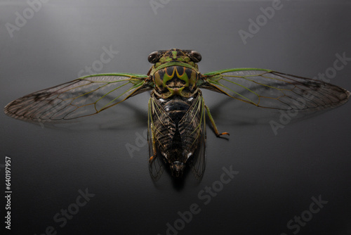 North America Lyric Cicada photo
