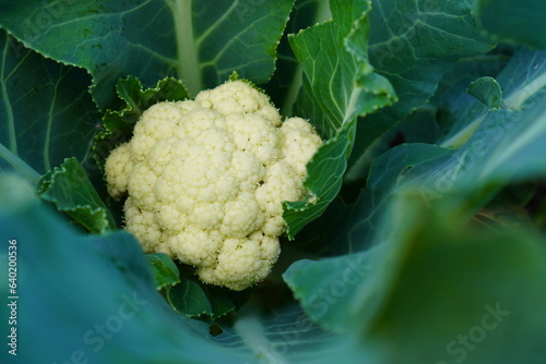 a cauliflower head among the green leaves of a macro on a bed on a garden plot. The concept of growing eco-friendly vitamin products independently