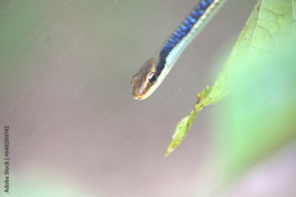 Painted Bronzeback Snake on a Leaf, snake, leaf, camouflage, reptile, nature, rainforest, tropical, South Asia, Dendrelaphis pictus, Dendrelaphis tristis, Dendrelaphis caudolineatus, Chironius Painted Bronzeback Snake on a Leaf, snake, leaf, camouflage, reptile, nature, rainforest, tropical, South Asia, Dendrelaphis pictus, Dendrelaphis tristis, Dendrelaphis caudolineatus, Chironius