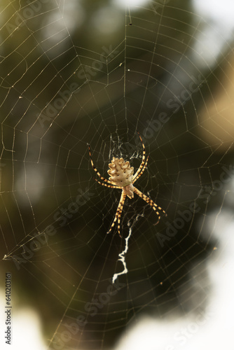Argiope lobata spider on its web