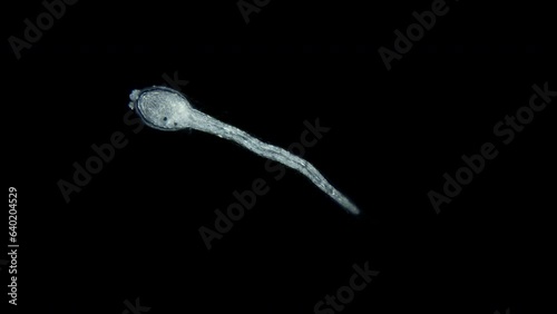Larva of sea squirts Halocynthia pyriformis under microscope, class Ascidiacea. Larva is similar to a tadpole and has a notochord, Chordata. White sea photo