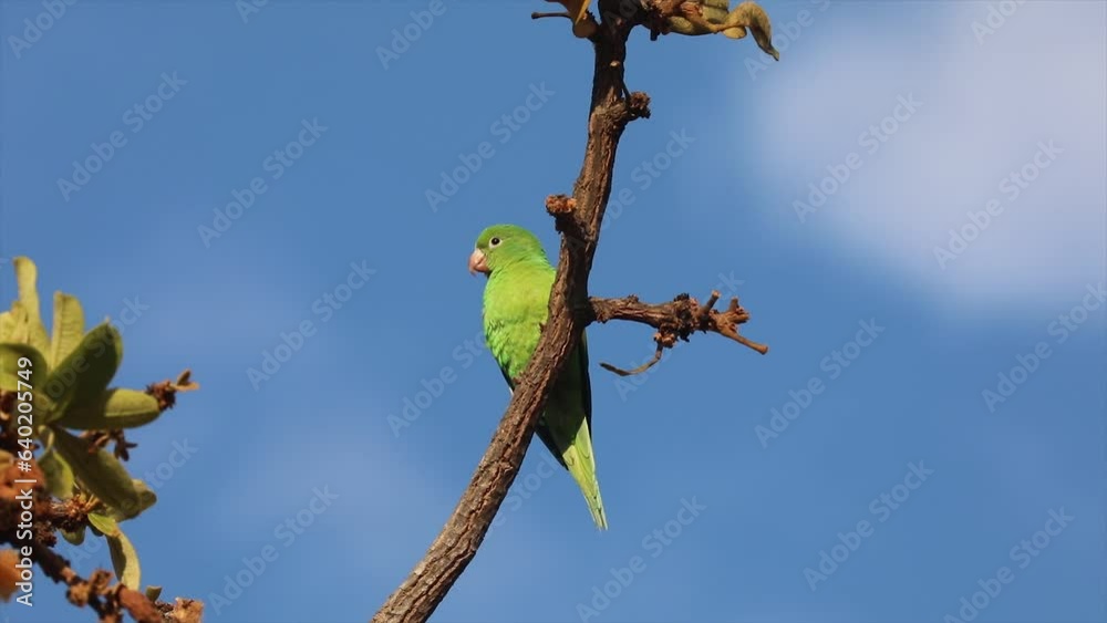 Small isolated green parakeet perched on tree branch with blue sky background Small isolated green parakeet perched on tree branch with blue sky background