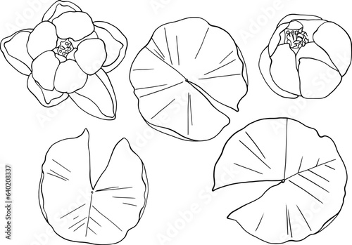 A set of water lilies with leaves, top view. Separate elements on a white background. Linear freehand drawing, vector. For high quality printing on clothing and objects. From the ZODIAC collection