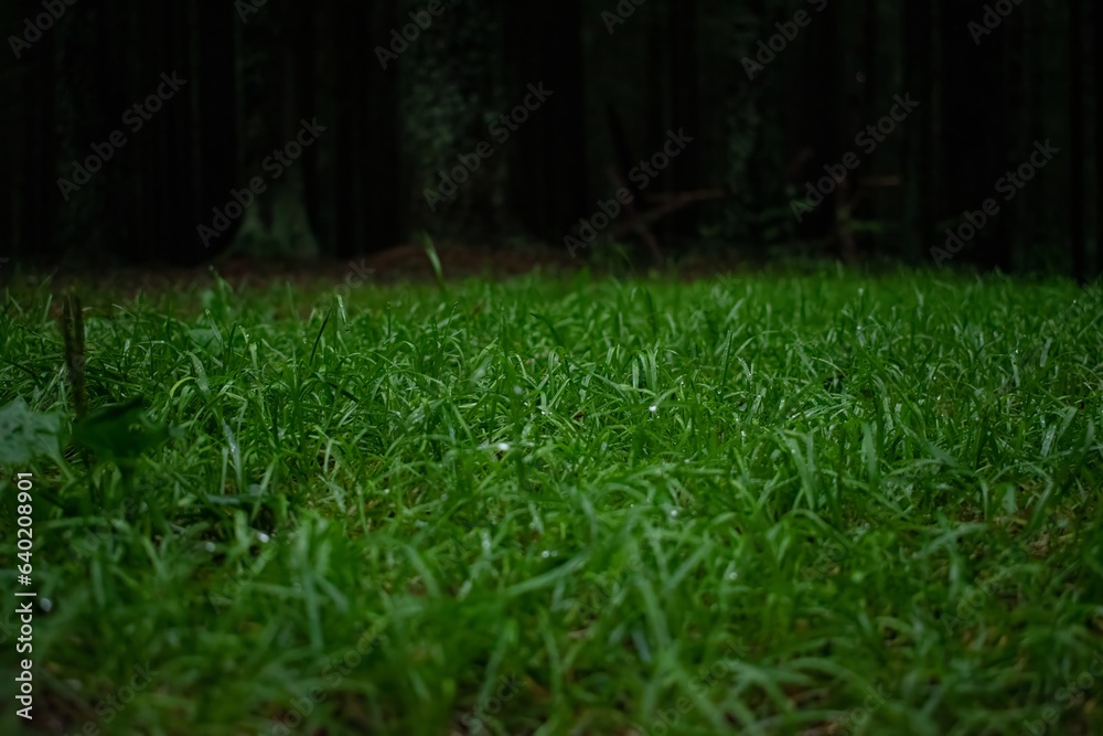 A green clearing in the middle of a gloomy forest in cloudy weather