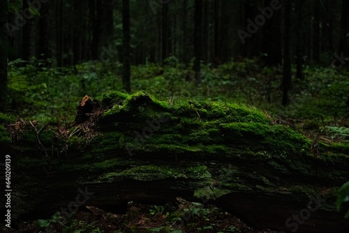 Moss in a gloomy forest