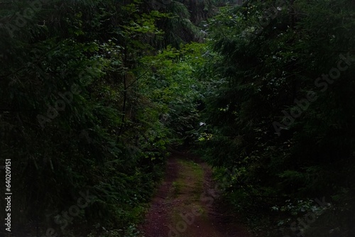 Gloomy forest trail in cloudy weather