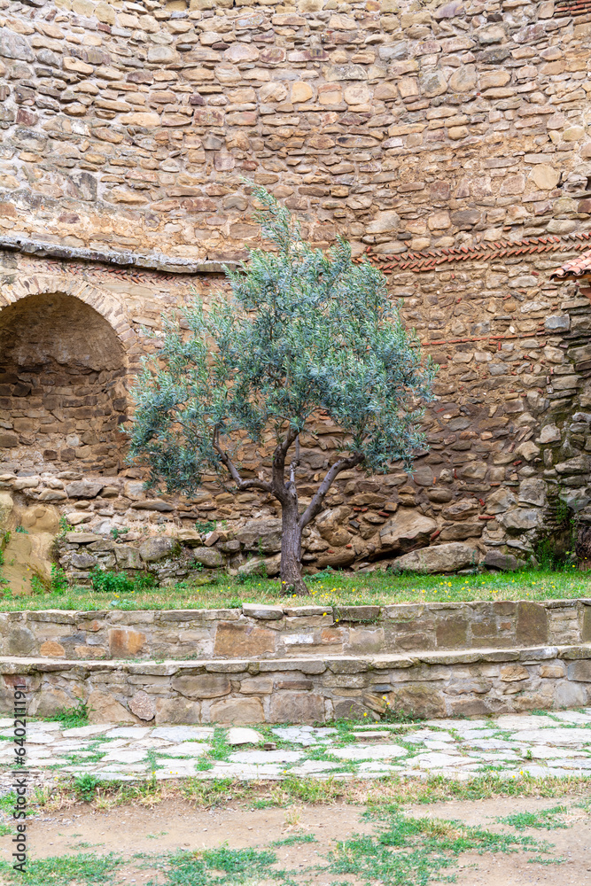 Olive tree in the Historic Dawit Garedscha (also known as David Gareja) Monastery in Georgia