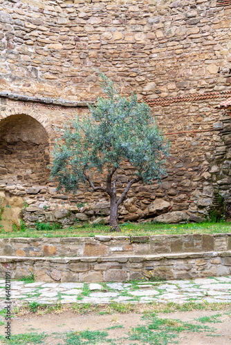 Olive tree in the Historic Dawit Garedscha (also known as David Gareja) Monastery in Georgia