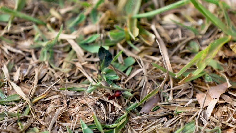 Sauva ant carrying a leaf much bigger than itself in video