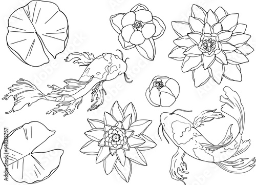 A set of water lilies with leaves and Japanese carps. Separate elements on a white background. Line drawing, vector. For high quality printing on clothing and objects. From the ZODIAC collection