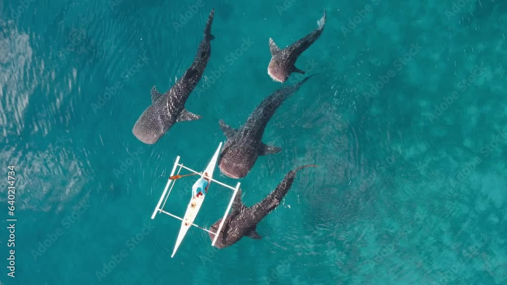 aerial-drone-footage-of-whale-shark-swimming-in-ocean-oslob-cebu