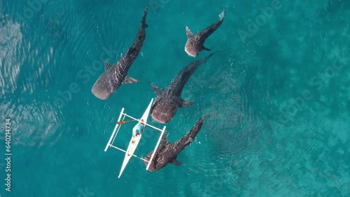 Aerial Drone footage of Whale shark swimming in ocean Oslob, Cebu, Philippines