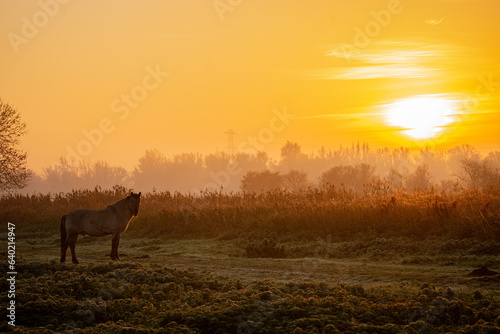 Fototapeta Naklejka Na Ścianę i Meble -  Konik horse looking at the sunset