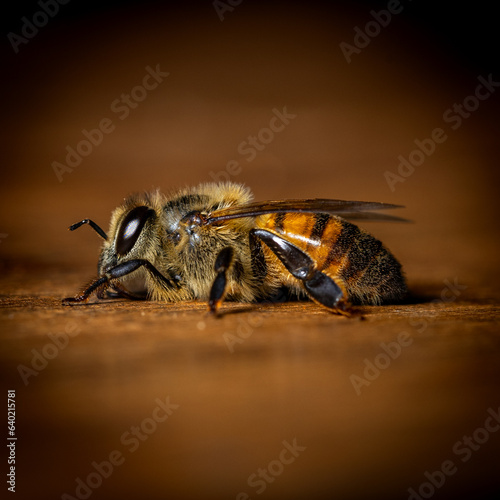bee relaxing