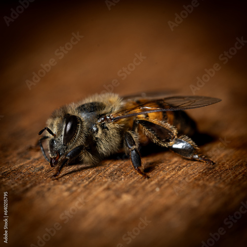 bee relaxing