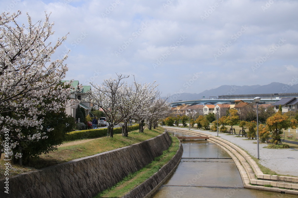 満開の桜並木がきれいな親水中央公園(兵庫県芦屋市)