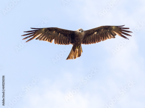 Buzzard flying and looking to the camera © PixxelOne