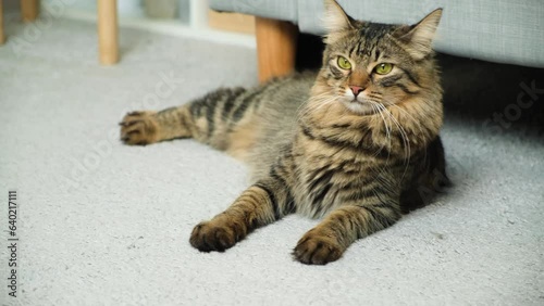Beautiful young cat sitting near the couch at home, jumps up and runs away.