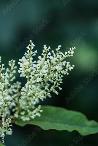 white inflorescences on a background of green leaves