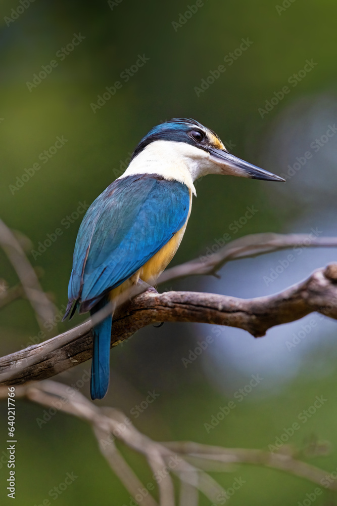 Obraz premium Male sacred kingfisher, Todiramphus sanctus, against soft woodland background of green foliage. Victoria, Australia.