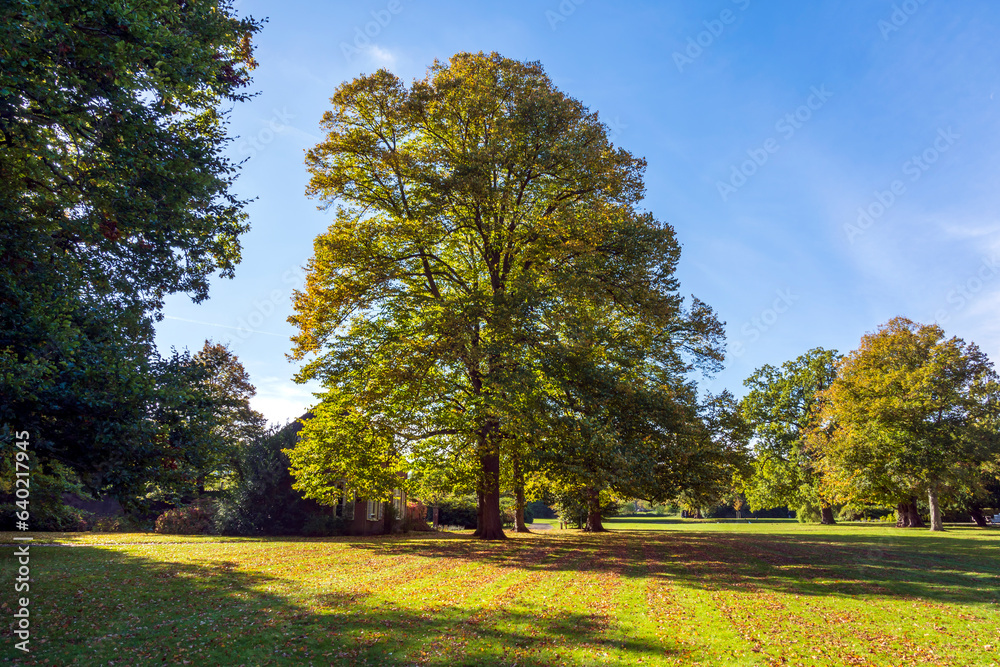 An old tree in autumn colors on a lawn in the Clingendael park in The Hague
