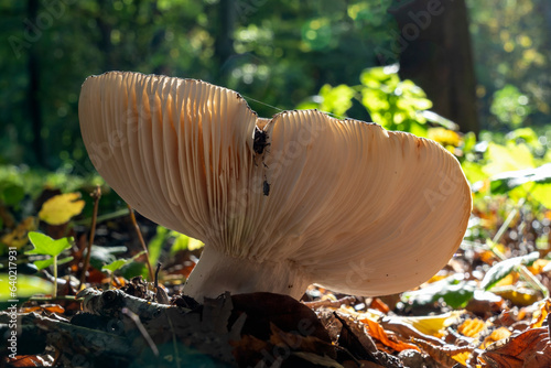A Frosted russula (Russula parazurea) mushroom in Clingendael park, The Hague
