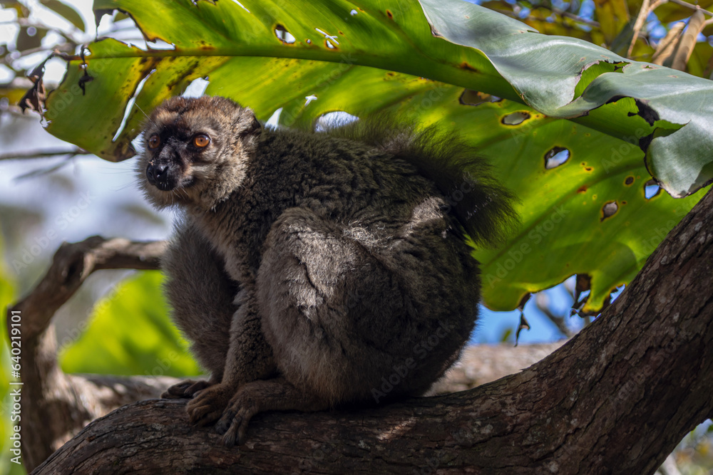 Fototapeta premium Red fronted brown lemur