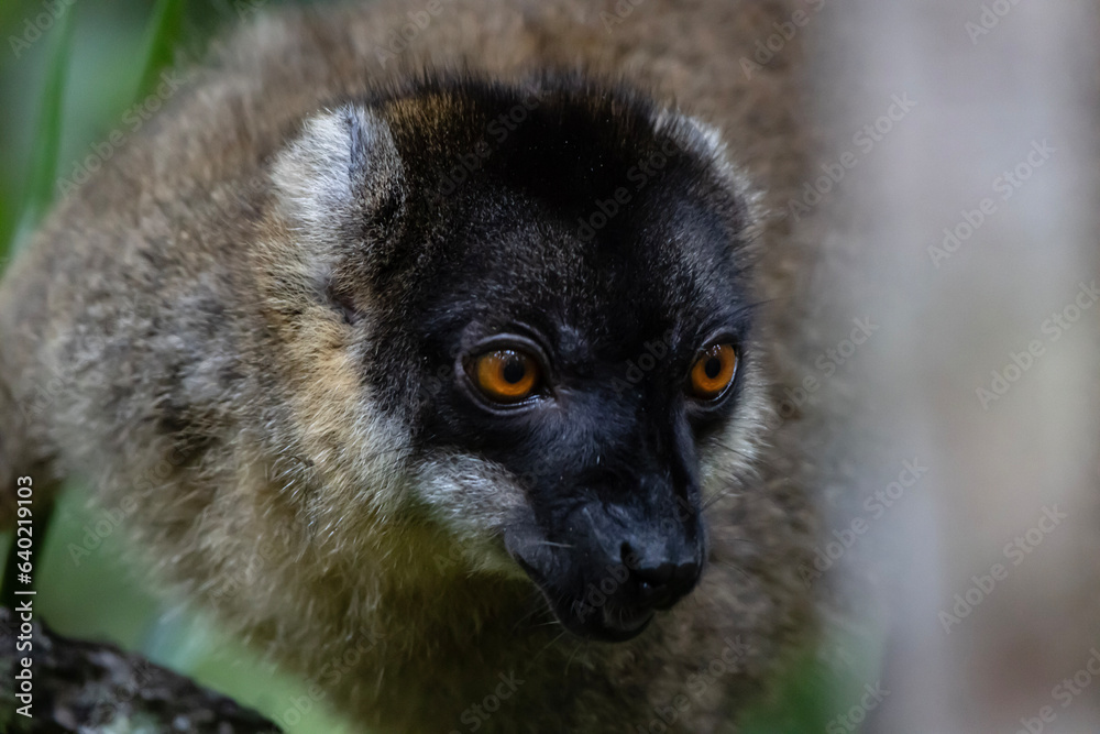 Fototapeta premium Red fronted brown lemur