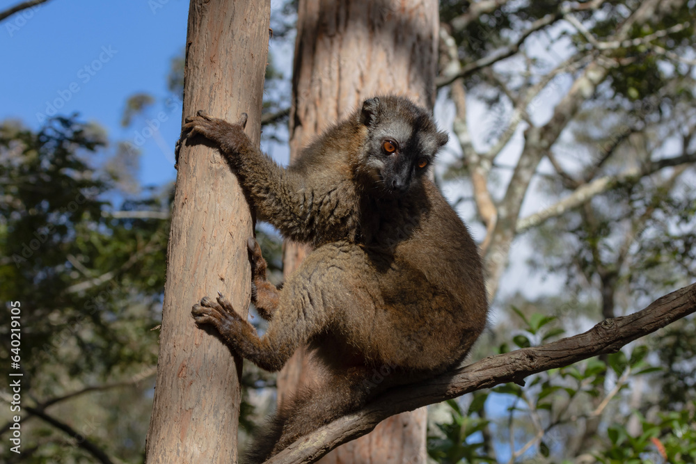 Naklejka premium Red fronted brown lemur