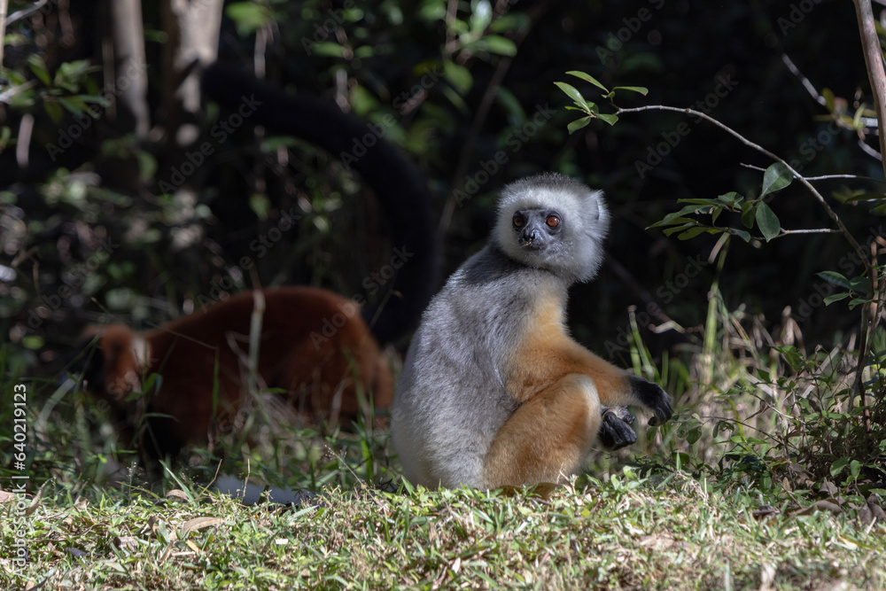 Obraz premium Diademed lemur