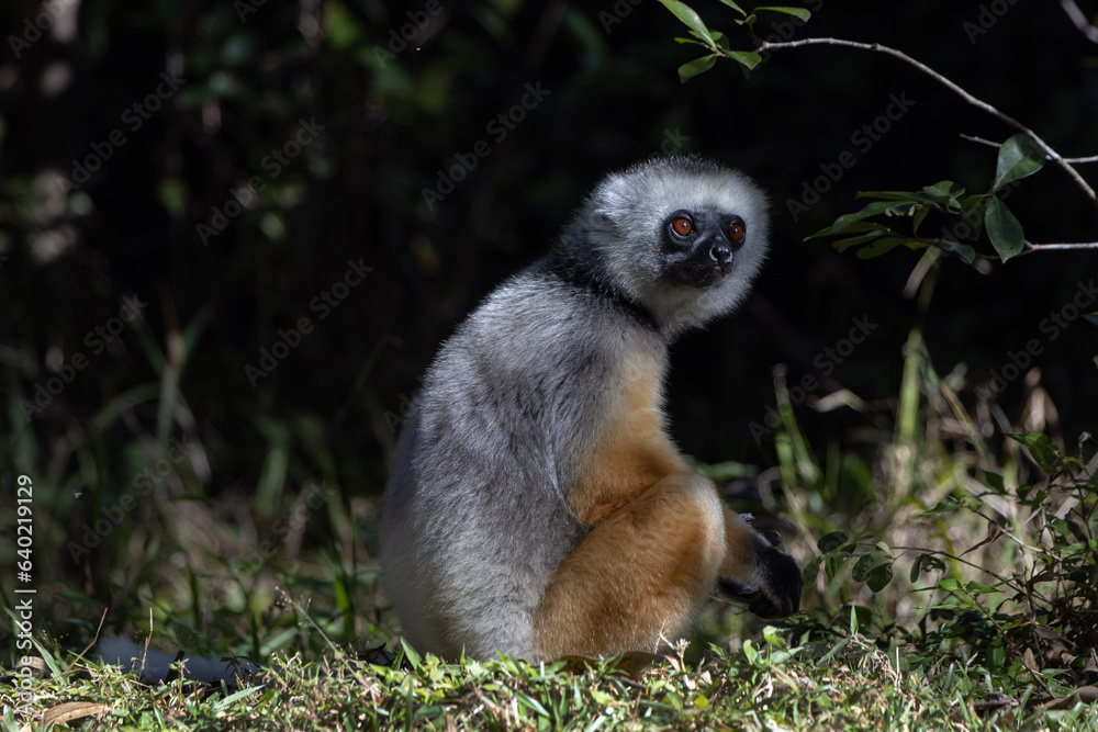 Naklejka premium Diademed lemur