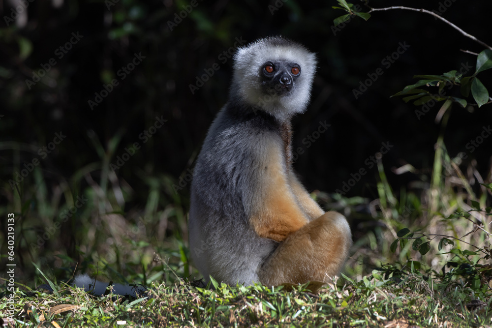 Obraz premium Diademed lemur