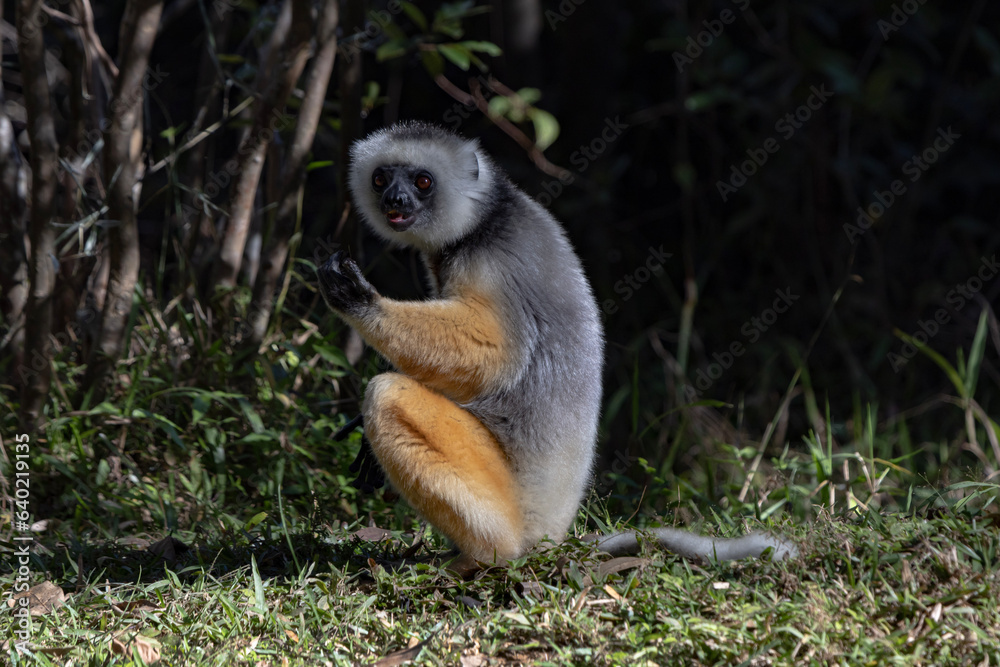 Obraz premium Diademed lemur