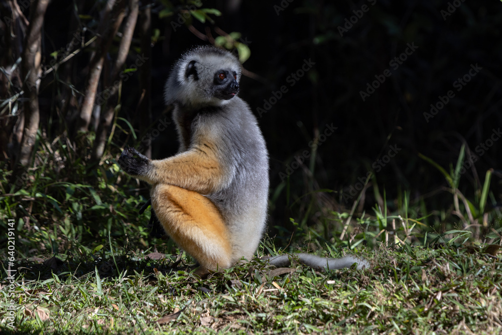 Obraz premium Diademed lemur