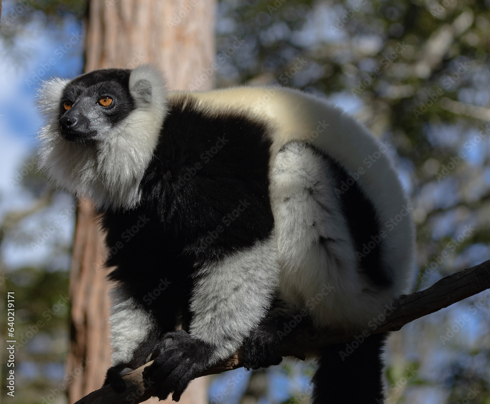 Obraz premium Black and white ruffed lemur