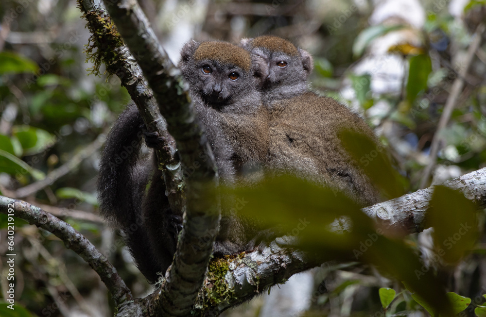 Bamboo lemur