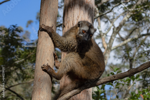 Red fronted brown lemur