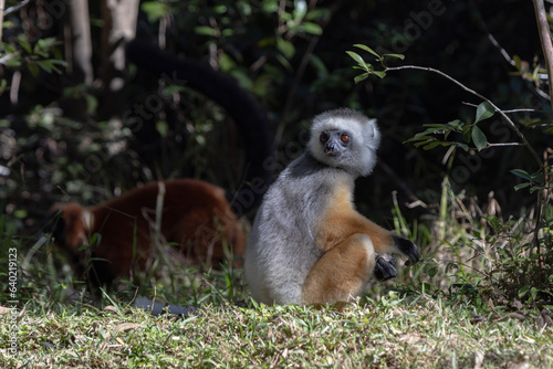 Diademed lemur
