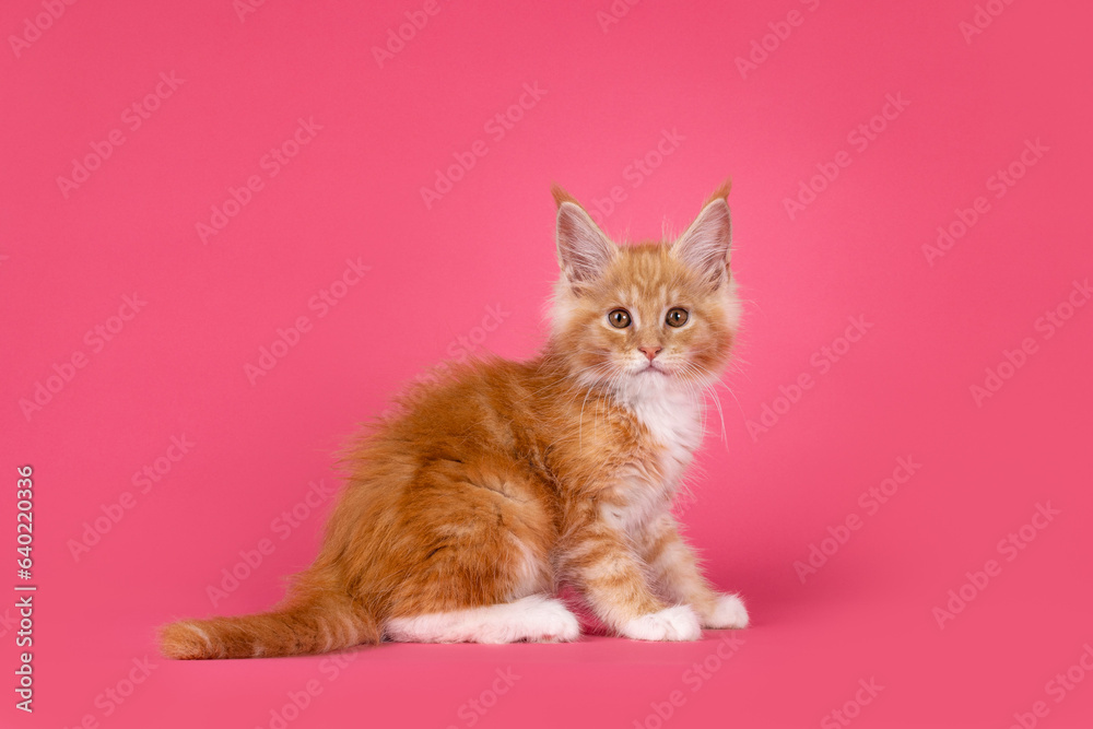 Cute red with white cat kitten, siting up side ways. Looking straight to camera. Isolated on a watermelon pink background.