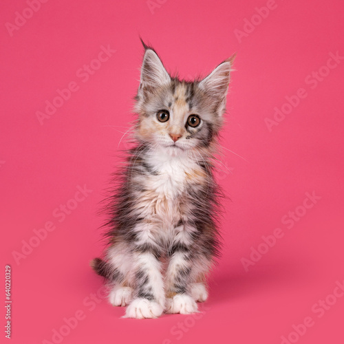 Cute tortie with white cat kitten, siting up facing front. Looking straight to camera. Isolated on a watermelon pink background. © Nynke