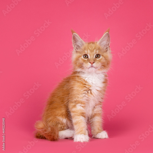 Cute creme with white cat kitten, siting up side ways. Looking straight to camera. Isolated on a watermelon pink background.