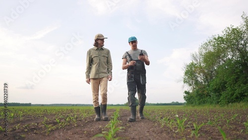 agriculture corn. two farmers walk work in a field with corn. agriculture business farm concept. a group of farmers examining corn sprouts in an agricultural field lifestyle