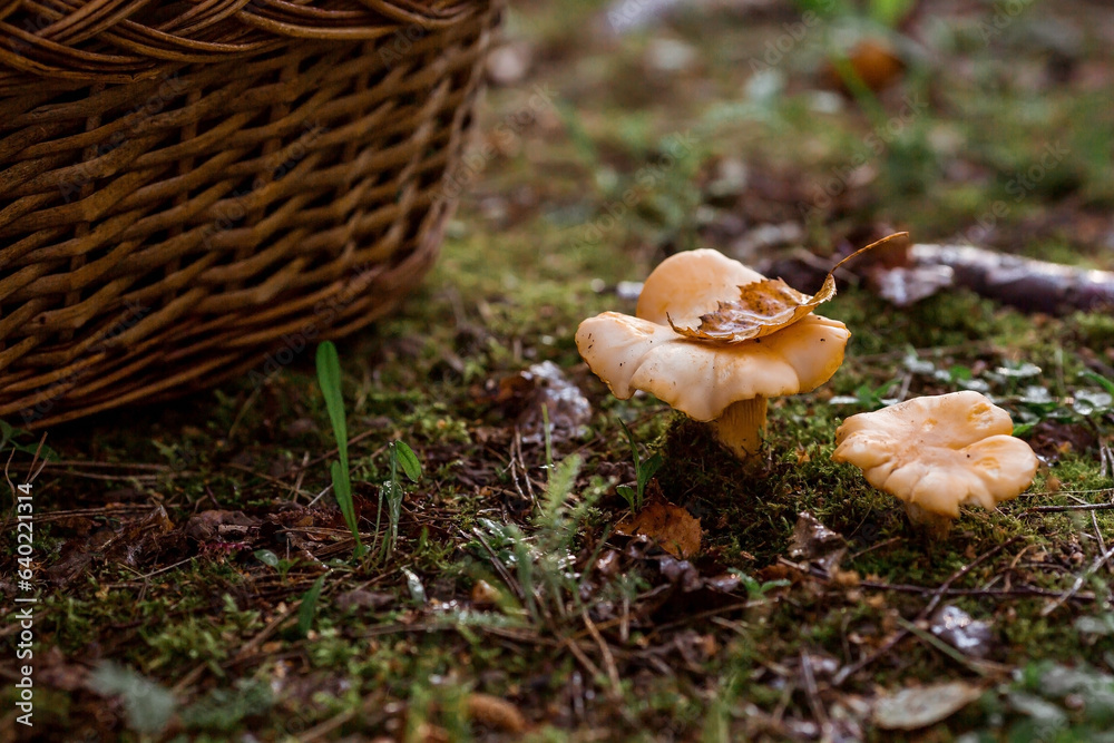 Noble, edible chanterelle mushrooms. Two yellow chanterelles grow in the grass in a birch forest. Beautiful texture of nature background at dawn. Noble, edible chanterelle mushrooms. Two yellow chanterelles grow in the grass in a birch forest. Beautiful texture of nature background at dawn.