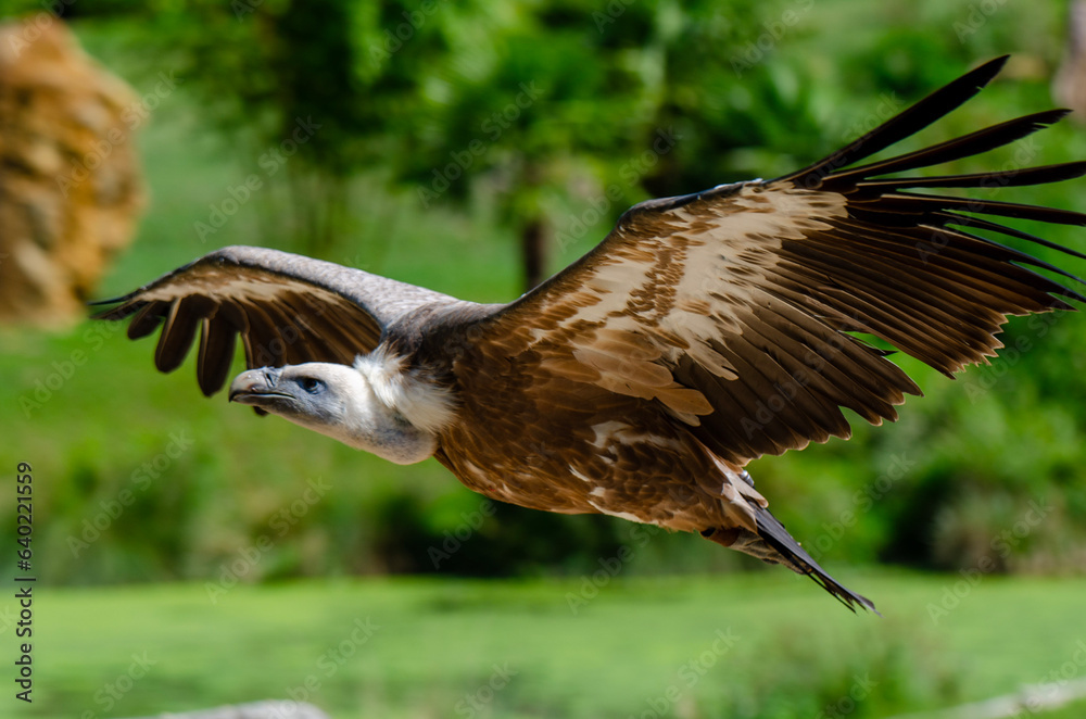 Fototapeta premium red tailed hawk