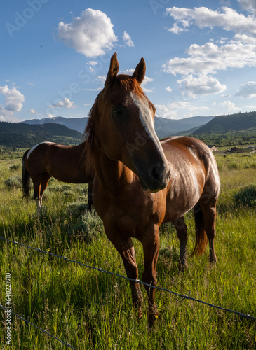 horse in the field © John