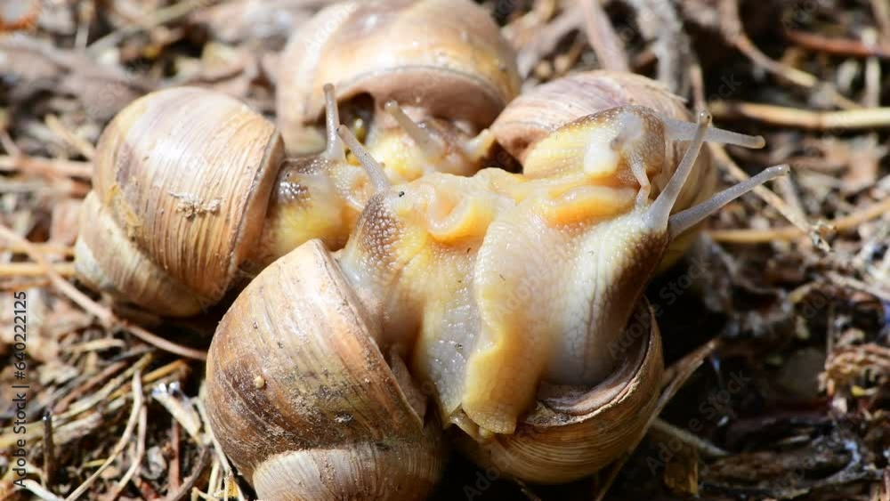 Garden snails engaged in a mating ritual under a gentle rain. The