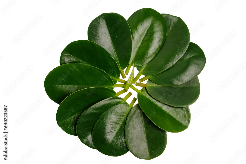 Rubber plant leaves on a white background