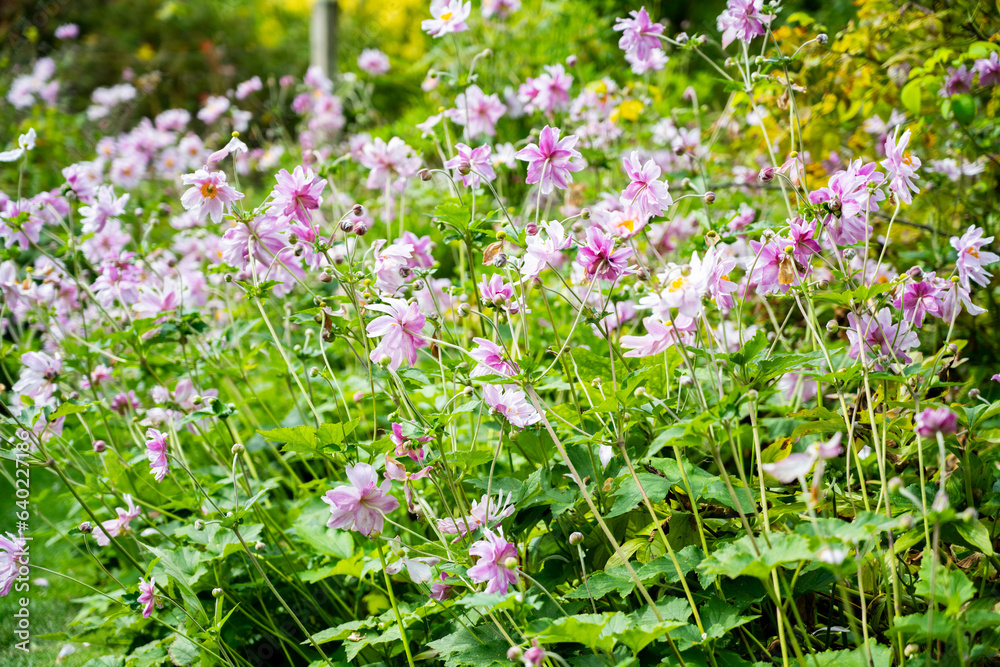 Grape leaf pink anemone flowers in bloom. Beautiful summer garden Grape leaf pink anemone flowers in bloom. Beautiful summer garden