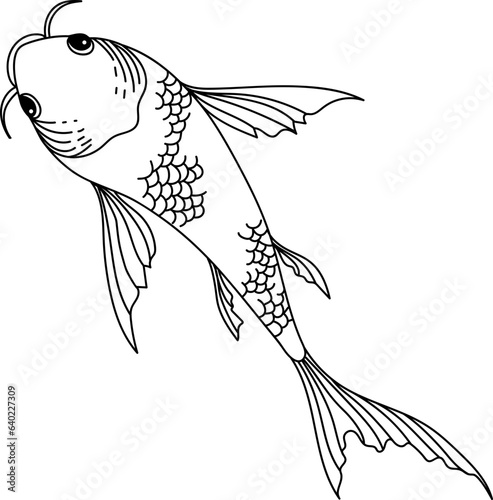 Koi Fish or Carp