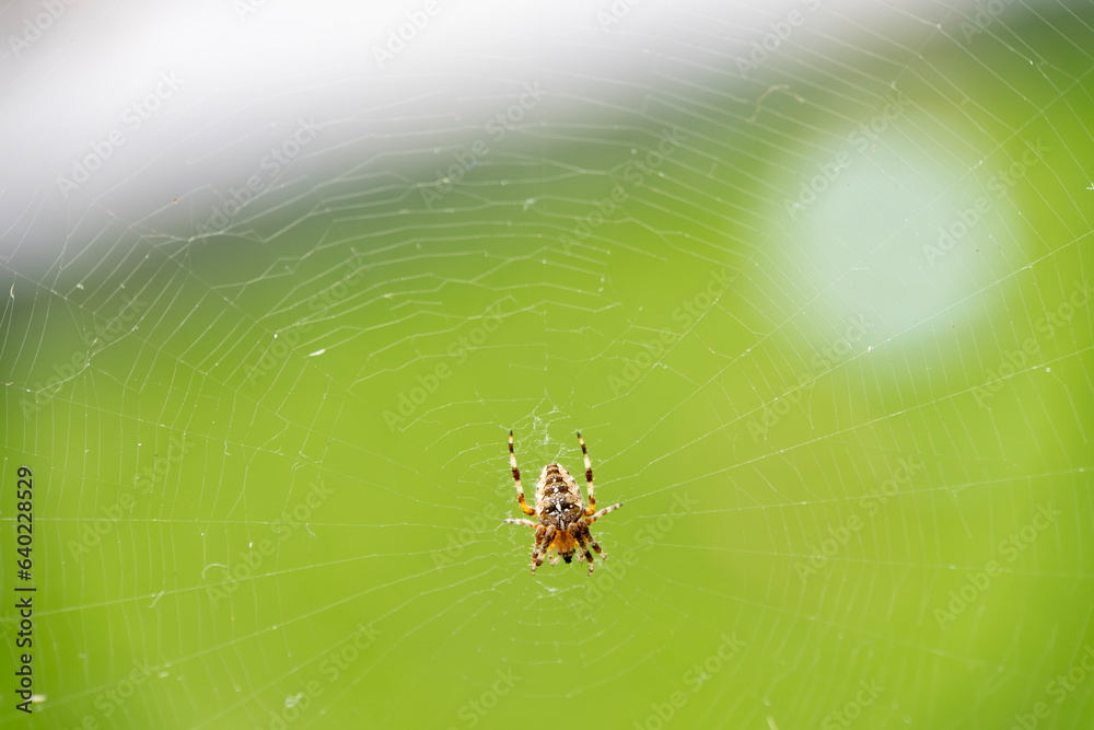 spider on web spider on web